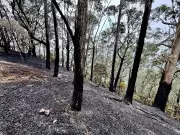 Incêndio na Floresta da Tijuca causado por balão destrói 24 mil m² de mata
