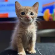 Inteligência Artificial Decodifica a Linguagem dos Animais: Do Desafio Dolittle aos Elefantes