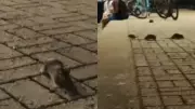 Invasão de ratos na Beira-Mar de Fortaleza gera alerta sanitário e preocupa moradores