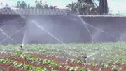 Irrigação eficiente é fundamental para otimizar recursos na agricultura familiar