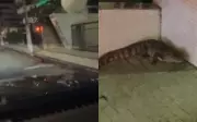 Jacaré é capturado após ser avistado em avenida movimentada da Zona Sul de Aracaju