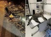 Jaguatirica atropelada na RJ-116 é resgatada com sucesso e se recupera bem em Cantagalo