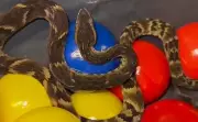 Jararaca é resgatada de piscina de bolinhas em restaurante de Suzano