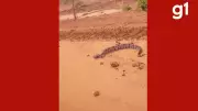 Jiboia ataca carro em estrada rural de Brasnorte e vídeo do susto viraliza