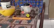Jiboia é resgatada após ser encontrada enrolada em bandeja sobre mesa de cozinha em Mossoró