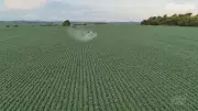 Jornal do Campo TO exibe reportagens sobre agricultura e pecuária no Tocantins