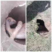 Jumento cai em bueiro profundo em Francisco Sá e é resgatado por bombeiros e policiais penais