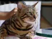 Justiça obriga tutora a impedir gato de invadir casa vizinha em Rondonópolis