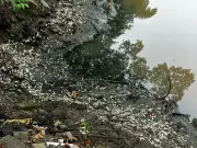 Laudo da PMA revela combinação fatal por trás de mortandade de peixes no Rio Imaruim, em SC