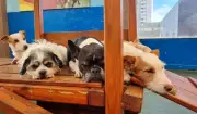 Lei federal regulamenta guarda compartilhada de animais de estimação após separação