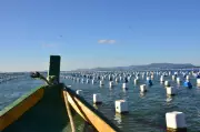 Liberado financiamento emergencial para produtores de ostras em Santa Catarina