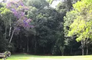 Licitação do Horto Florestal em São José dos Campos fracassa sem vencedores