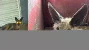 Lobo-guará debilitado é resgatado na porta de residência em Uberlândia
