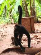 Macaco-aranha resgatado em Rondônia após ser mantido amarrado e sem comida