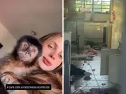 Macaco 'fujão' causa estragos e susto em bairro de Campinas, no interior de SP