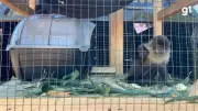 Macaco-prego resgatado de cativeiro ilegal em propriedade rural no Norte do RS