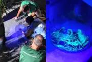 Mais de 100 escorpiões-amarelos capturados em condomínio de Biguaçu, na Grande Florianópolis