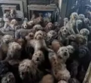 Mais de 250 cães são resgatados em caso de superlotação no Reino Unido; imagem viraliza