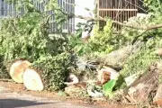 Maringá investe R$80 milhões em licitação para remover 25 mil árvores e realizar 82,5 mil intervenções