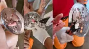 Menina de 2 anos prende dedo em ralo de banheiro e é resgatada por bombeiros em Araguari