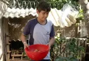 Menino de 11 anos empreende com criação de galinhas e doa parte do lucro para crianças carentes
