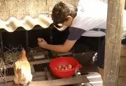 Menino de 11 anos vira empreendedor com granja de ovos em Palmas