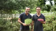 Microverdes e PANCs: a revolução gastronômica que impulsiona negócio no Espírito Santo