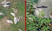 Morte de Peixes em Barragem de Feira de Santana Gera Investigação Ambiental