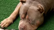 Mulher morre após ataque do próprio pitbull durante banho em casa no Maranhão