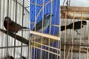 Mulher multada em R$ 3 mil por manter aves silvestres em cativeiro em Presidente Prudente