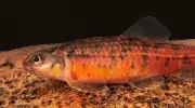 Nova espécie de peixe 'mocinha' vermelha é descoberta em Minas Gerais