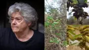 Nova espécie de planta da Caatinga homenageia arqueóloga Niède Guidon