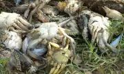 Nova mortandade de peixes e mariscos em Salvador gera denúncias e investigação policial