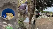 Novo tonel com maconha é encontrado em sítio no MA; apreensões superam 700 kg
