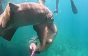 Novo vídeo revela detalhes da mordida de tubarão em turista em Fernando de Noronha
