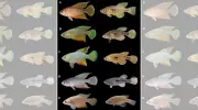 Novos peixes anuais com cores 'trocadas' são descobertos no RN e acendem alerta ambiental