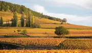 O que são os crus? Descubra os vinhos especiais de Borgonha, Bordeaux e Barolo