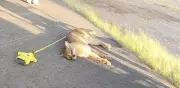 Onça-parda é atropelada em rodovia de Avaré, no interior de São Paulo