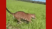 Onça-pintada corre ao lado de carro em lavoura em MT e impressiona fazendeiro