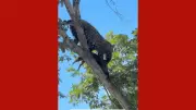 Onça-pintada é flagrada carregando jaguatirica morta pela boca no Pantanal de Mato Grosso
