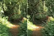 Onça-pintada é flagrada por guia experiente em trilha do Petar, em São Paulo