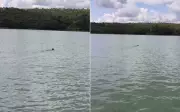 Onça-preta com filhote atravessa lago em Goiás em cena rara registrada por guia de pesca