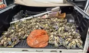 Operação apreende mais de 1,5 mil caranguejos e guaiamuns ilegais no baixo sul da Bahia