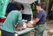 Operação do Ipaam resgata 53 animais silvestres de cativeiros ilegais em Manaus