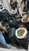 Operação policial apreende mais de 300 kg de maconha no Cariri da Paraíba