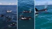 Orcas são flagradas em rara aparição no mar de Ilhabela, no litoral de São Paulo