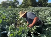 Outono impulsiona cultivo de brócolis em Mogi das Cruzes com alta demanda e custos