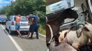 Ovelhas e cabras furtadas são encontradas vivas no porta-malas de carro no Piauí
