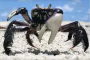 Paraíba inicia período de defeso do caranguejo-uçá para proteger reprodução da espécie