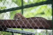 Parque Zoobotânico de Fortaleza reabre com 350 animais e horto após reforma